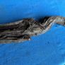 bog oak Image 6