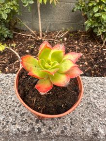 plant