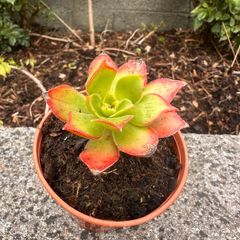plant