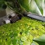 Ramshorn snails and floating plants Image 8