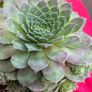 plant Image 2