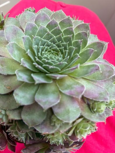 plant