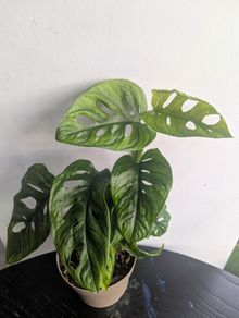 Momstera Adansonii Plant