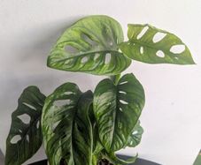 Momstera Adansonii Plant