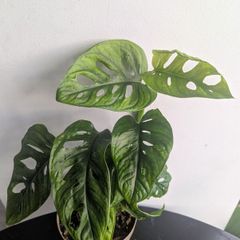 Momstera Adansonii Plant