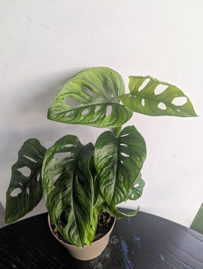 Momstera Adansonii Plant