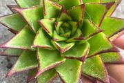plant