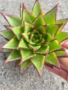 plant