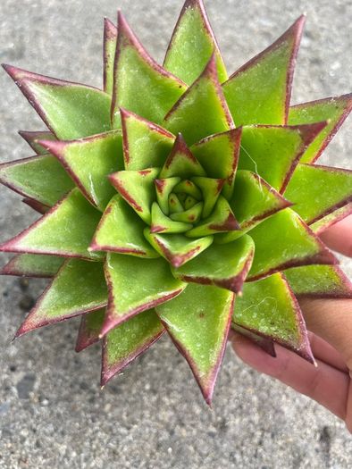 plant