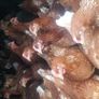 Point of lay pullets Image 3