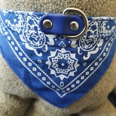 Beautiful Dog Collar