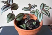Tradescantia plant