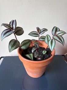 Tradescantia plant