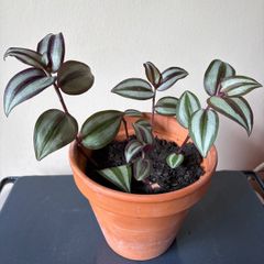 Tradescantia plant