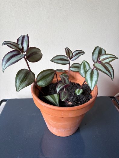 Tradescantia plant