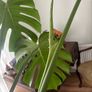 Cheese plant Image 4