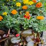 Summer Bedding Plants Image 10
