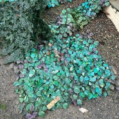 IKEA garden screening panels FREE