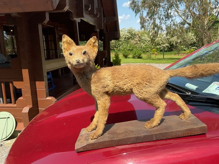 taxidermy
