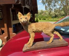 taxidermy