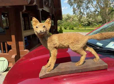taxidermy