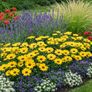 (D) Cape Marigold Yellow seeds 0.5g Image 2