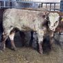 4 top quality suckler bred bull Weanlings for sale Image 2