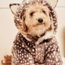Dog Fleece Image 2