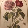 Vintage Rose Botanical Print Framed - Nederlandsch Bloemwerk Cottagecore Wall Art  11.6 inches x 14.8 inches Image 7