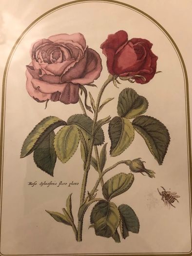 Vintage Rose Botanical Print Framed - Nederlandsch Bloemwerk Cottagecore Wall Art  11.6 inches x 14.8 inches