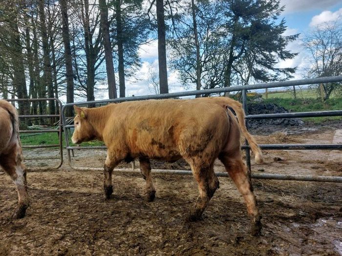 SUPER organic Heifers for Drumshanbo organic sale