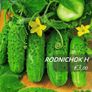 (C) Cucumber seeds from only 1.00 per pack Image 6