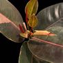 plant Image 2