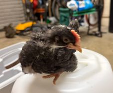 olive egger rooster 4 weeks old