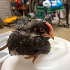 olive egger rooster 4 weeks old