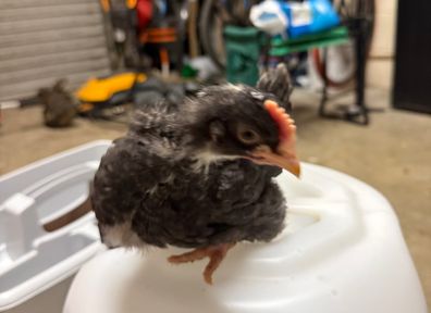 olive egger rooster 4 weeks old