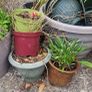 garden clear out Image 5