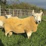 NCC Shearling Rams Image 5