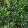 plants Image 3