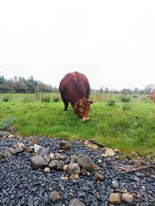 Beef bull