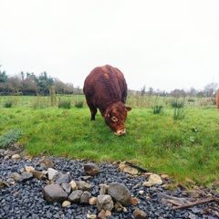 Beef bull
