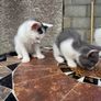 kitten Image 2