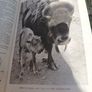 The Daily Express Encyclopedia 1st Ed. 1934 Image 7