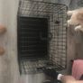 Dog crate Image 2