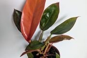 Philodendron Pince of Orange Plant