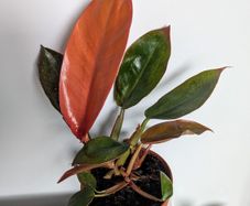 Philodendron Pince of Orange Plant