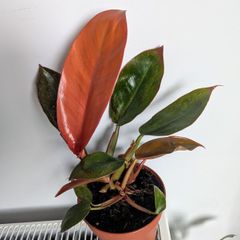 Philodendron Pince of Orange Plant