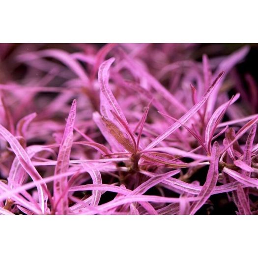 Aqua-Art Hygrophila lancea 'Chai' S cup (6cm)