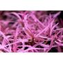Aqua-Art Hygrophila lancea 'Chai' S cup (6cm) Image 3