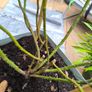 garden plants Image 8